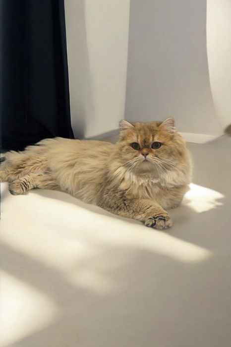 Шотландець Золота Шиншила