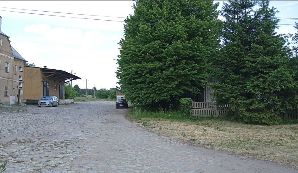 Sprzedam 5 lip do wycięcia, obwód 150 cm.