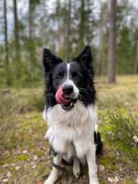 Sprzedam border collie