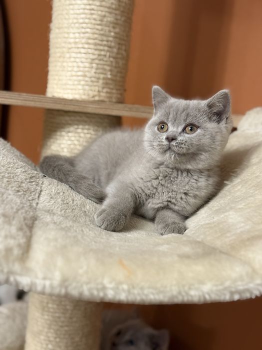 Kotka Brytyjskia Liliowa Koteczka Biszkoptowa Do Odbioru