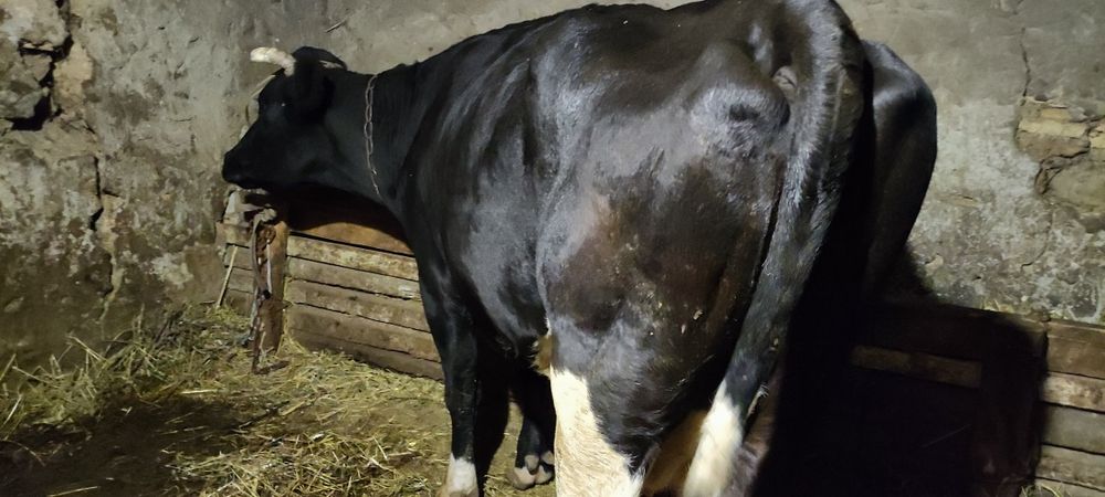 Продам тёлочку и корову на хозяйство