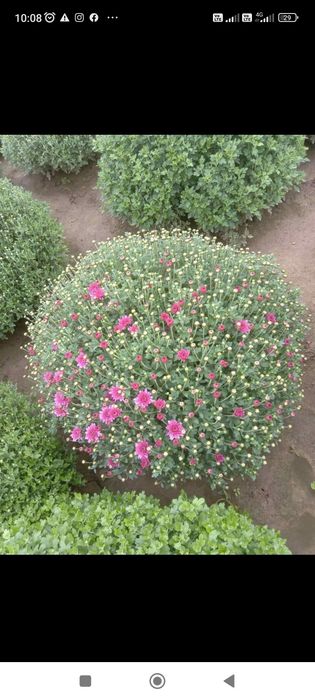 Кулькові шаровидні хризантеми