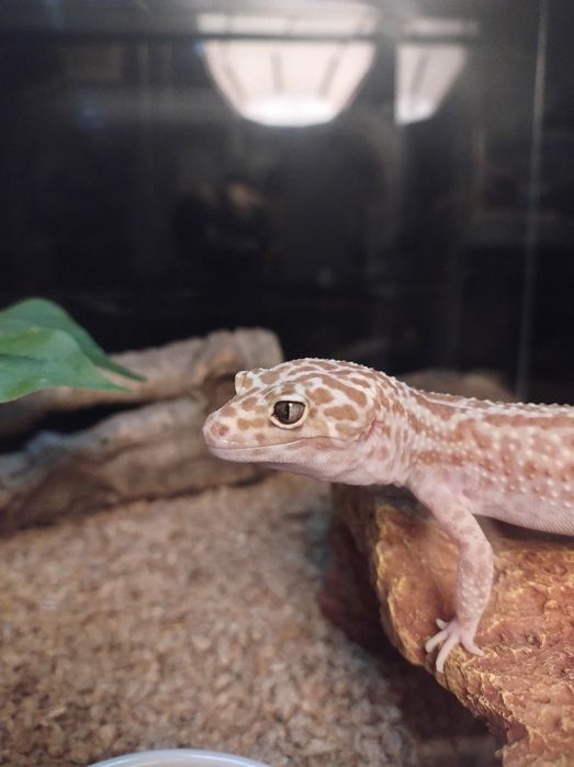 Gekon lamparci szuka nowego właściciela na PAPIER ADOPCYJNY