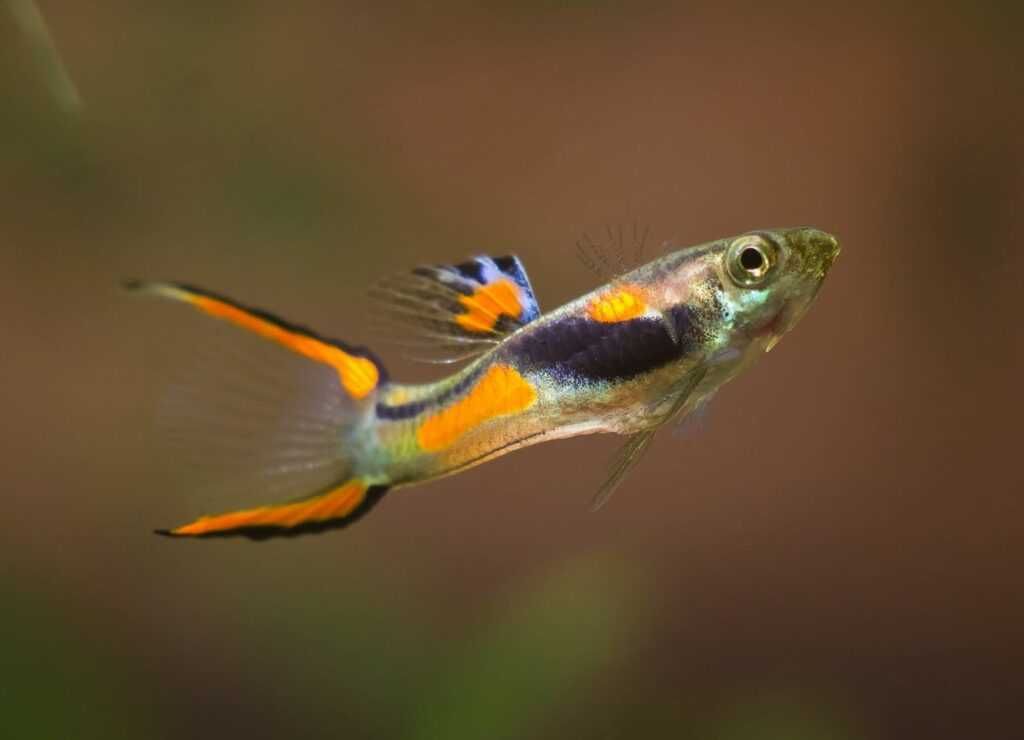 Gupik Endlera (Poecilia wingei) WYSYŁKA AKWAWIN