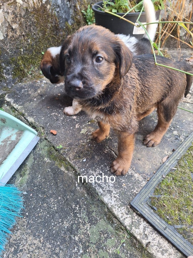 Cachorrinhos porte médio