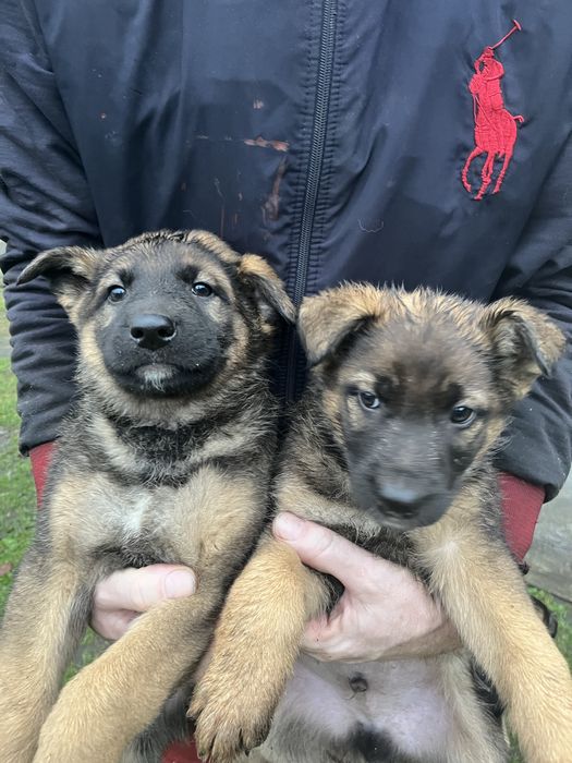 5 песиків безкоштовно