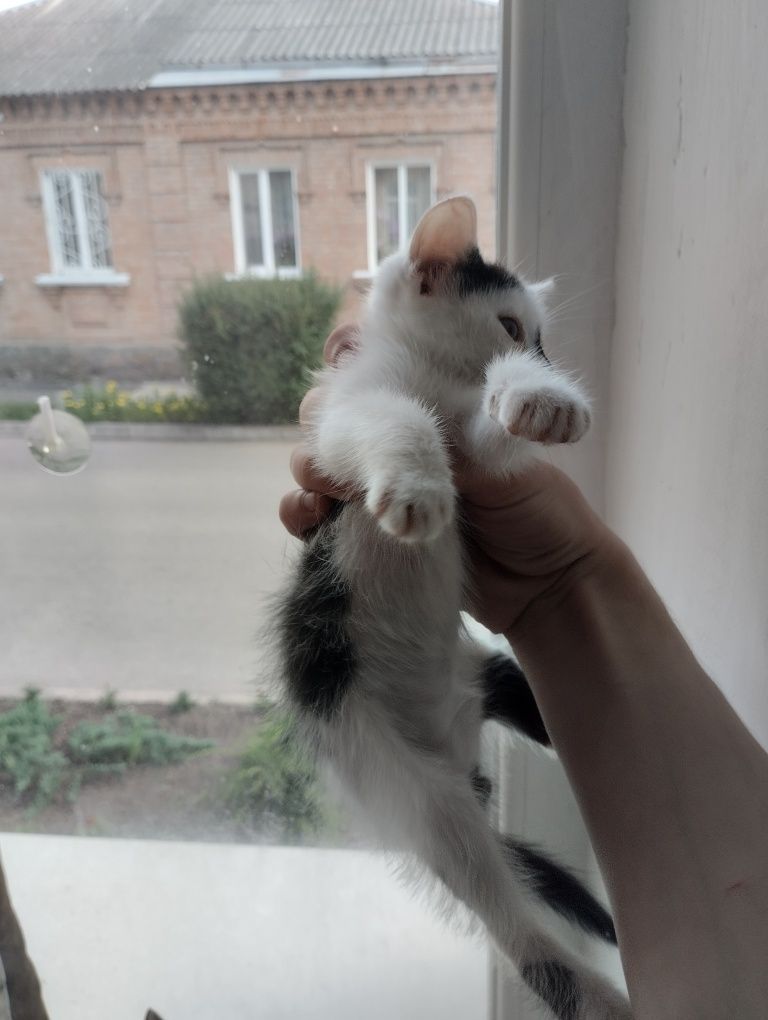 Файні котики! Безкоштовно!