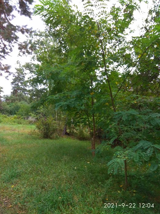 Продам ділянку в Бучі Лісовій від хазяїна!!