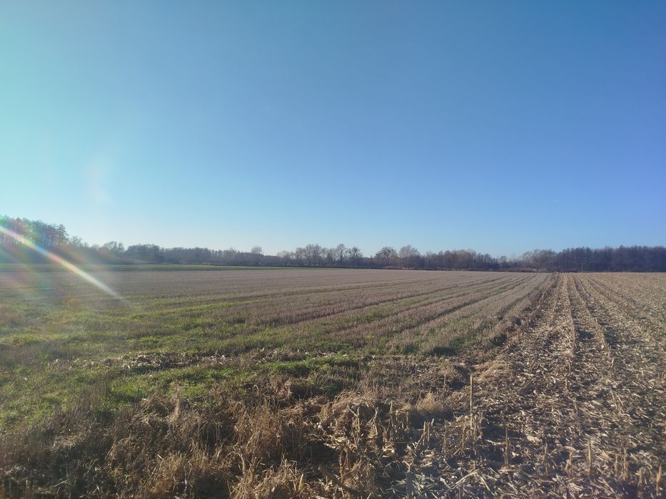 Sprzedam grunt w miejscowości Bogdaszowice