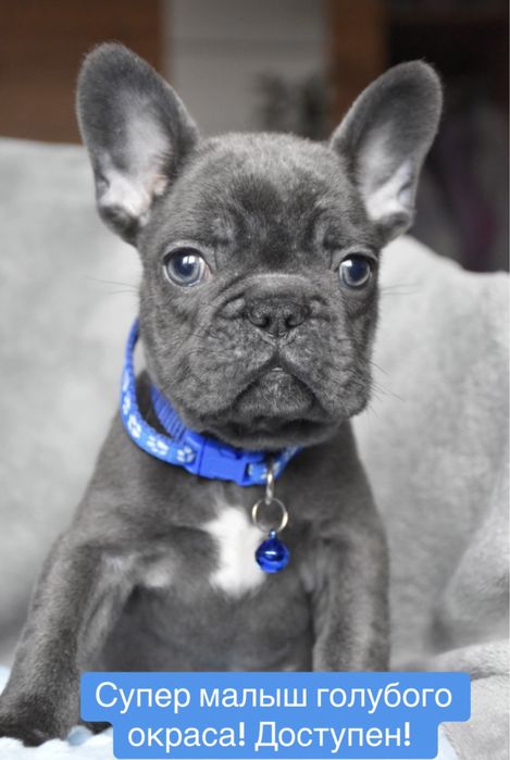Элитный голубой французик