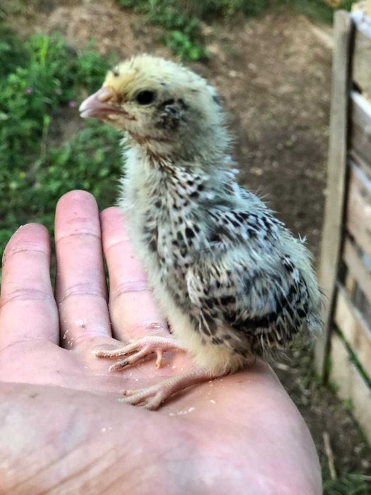 Перепілки  рахів