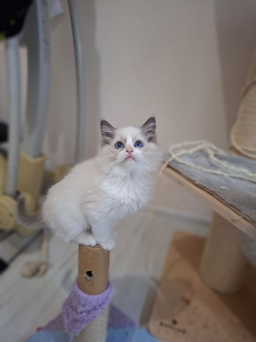Ragdoll kot gotowy do odbioru