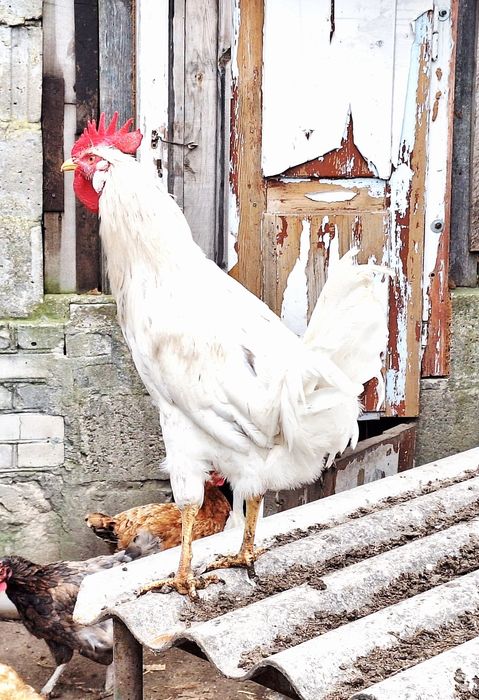 Kogut leghorn z wiosny