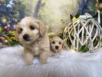 *Maltipoo* BADANIA XS cudna piękna urocza suczka rodowód wyprawka