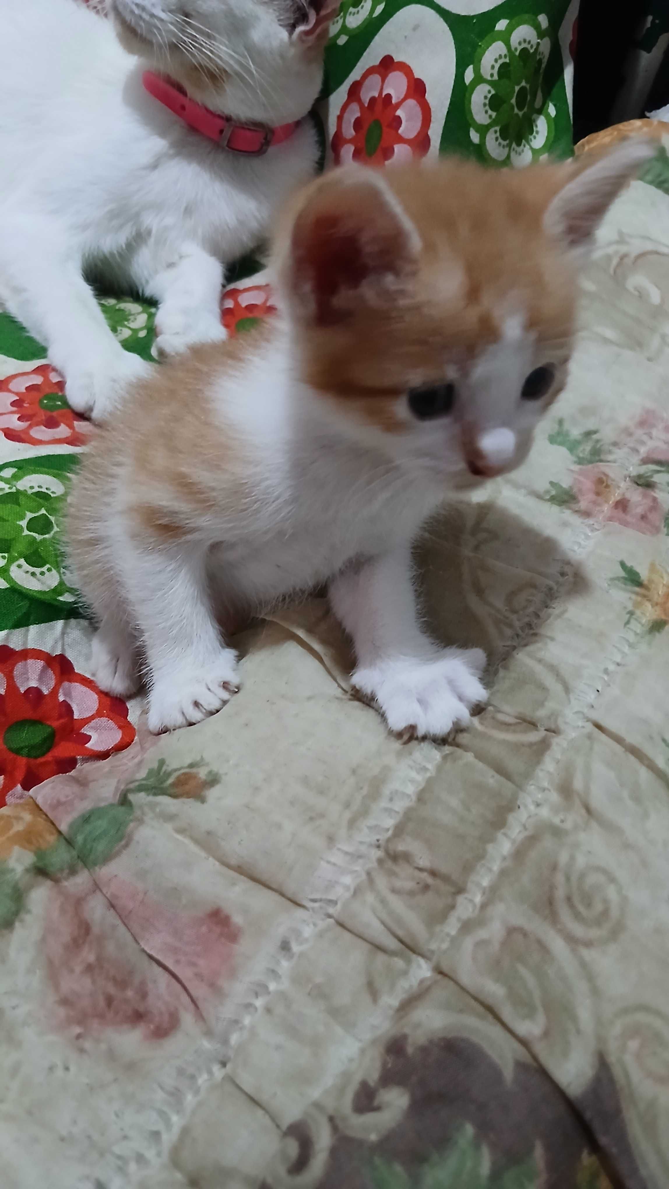 Gatinhos precisam de uma família