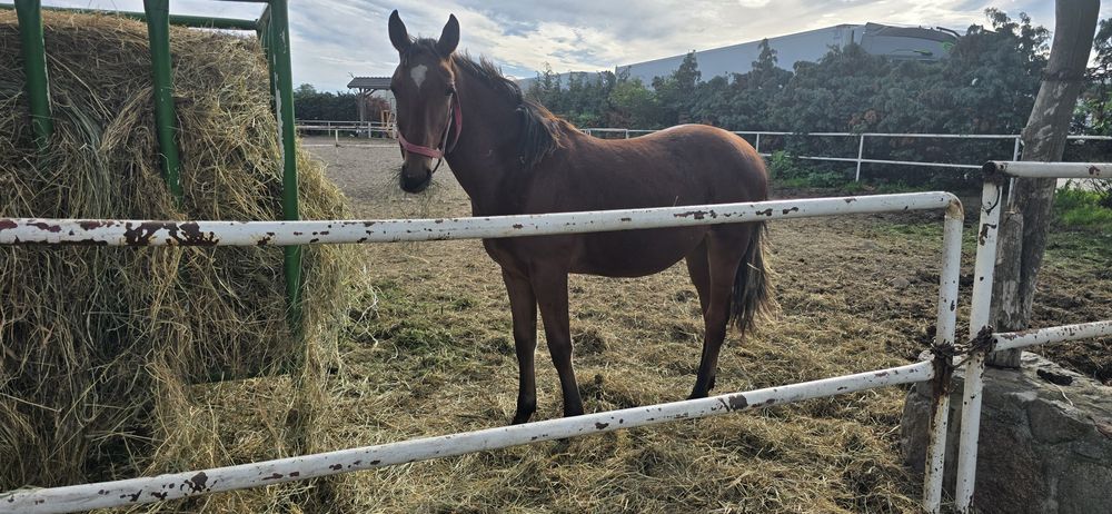 Ogier typ szlachetny gniady