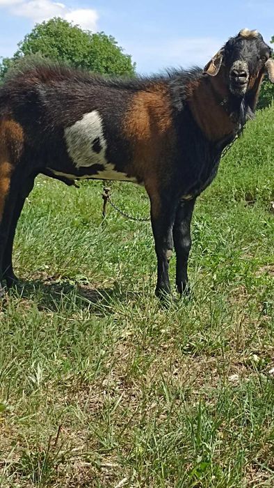 ПРОДАМ НА ПЛЕМЯ: нубийца 90%.В Добрые руки