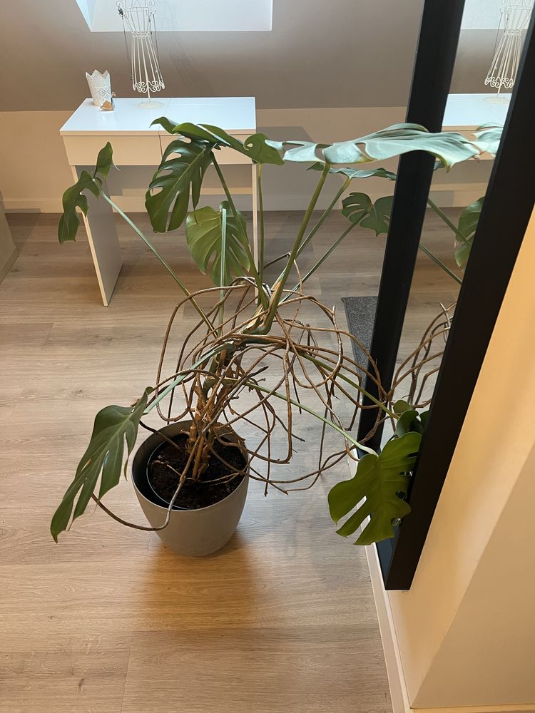 Monstera, zadbana, zdrowa