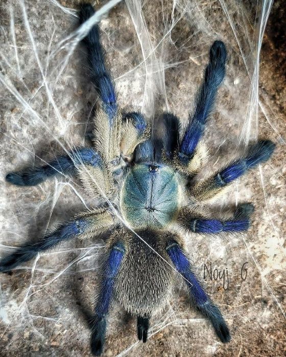 Monocentropus balfouri самки паука птицееда