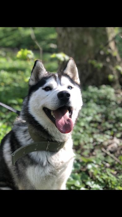 Красивий хлопчик Хаскі шукає дівчинку