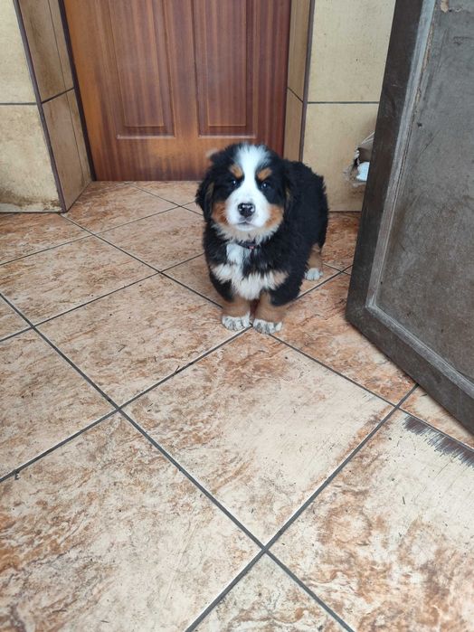 Berneński Pies Pasterski