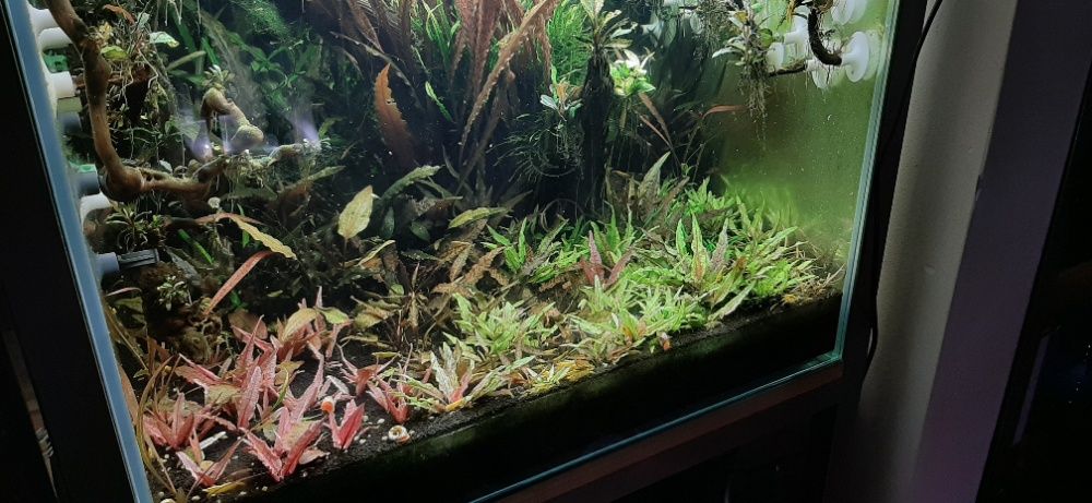 Cryptocoryne green gecko