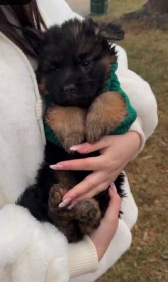 Щенятка німецькой вівчарки шукають люблячих господарів.