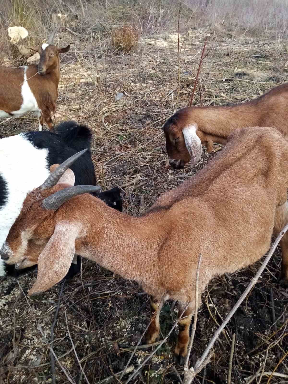 Продам нубійскі кози