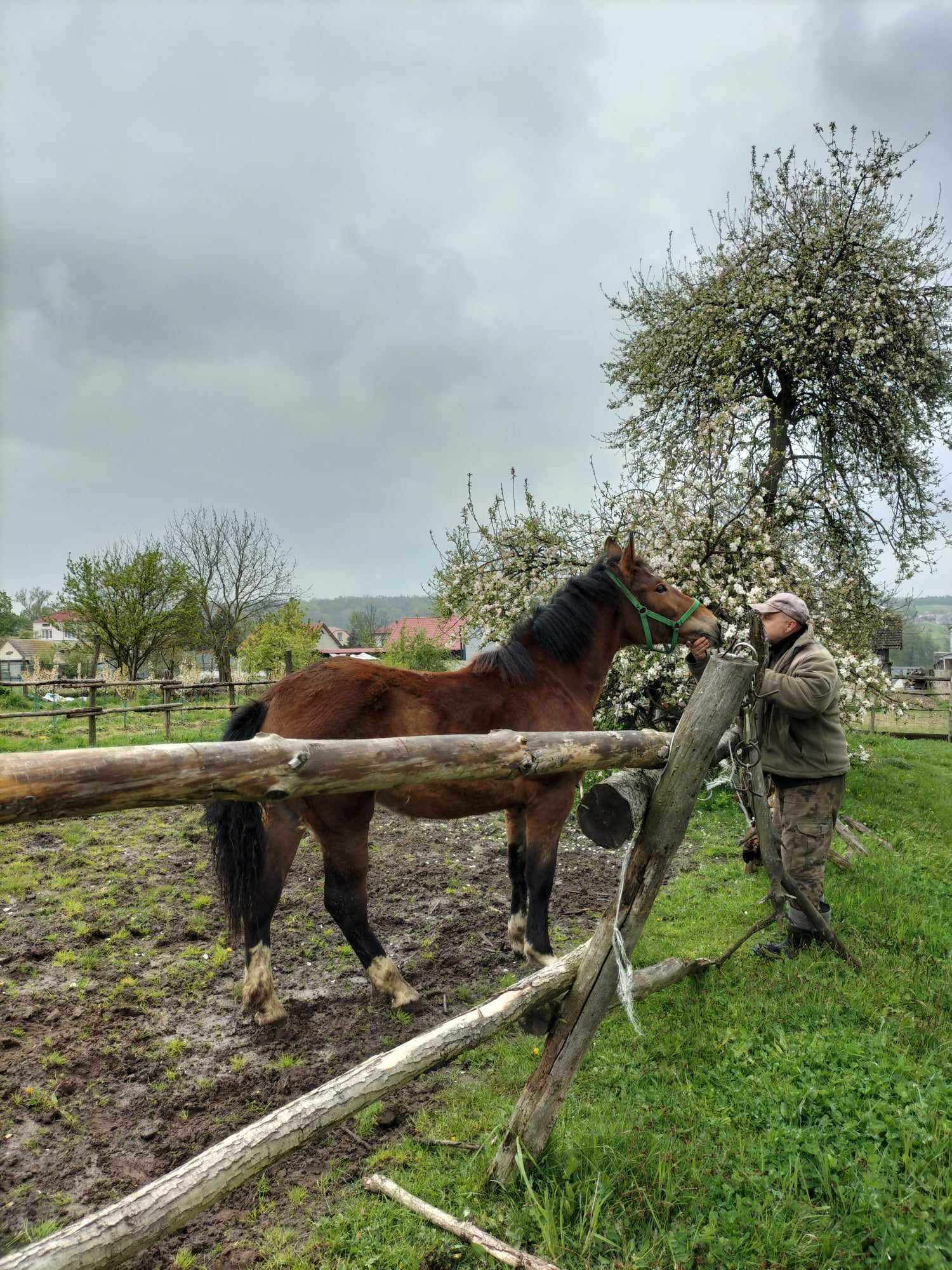 Sprzedam czternastomiesięcznego ogierka