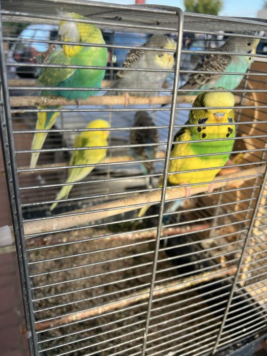 Papugi faliste likwidacja