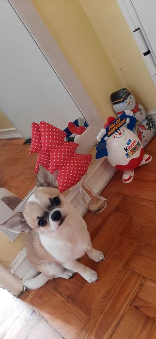 Chihuahua macho miniatura, pedegree