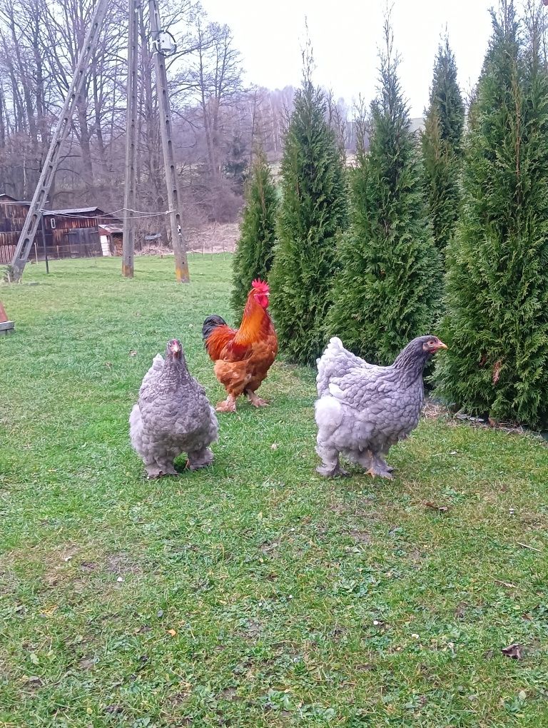 Jaja lęgowe kochin olbrzymi