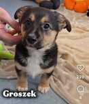 Groszek najsłodszy szczeniak świata