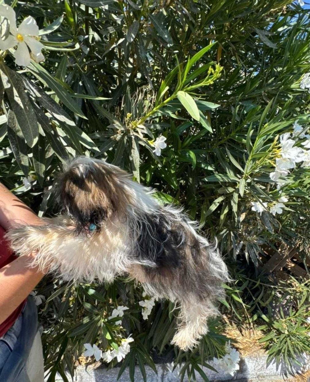 Shih-tzu tricolor