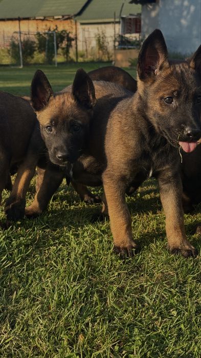Owczarek Belgijski Malinois szczeniak