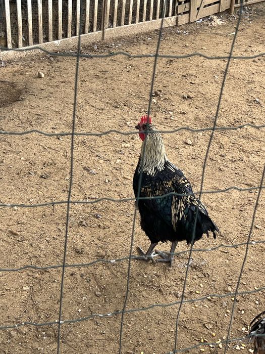 Galos e frangos caseiros