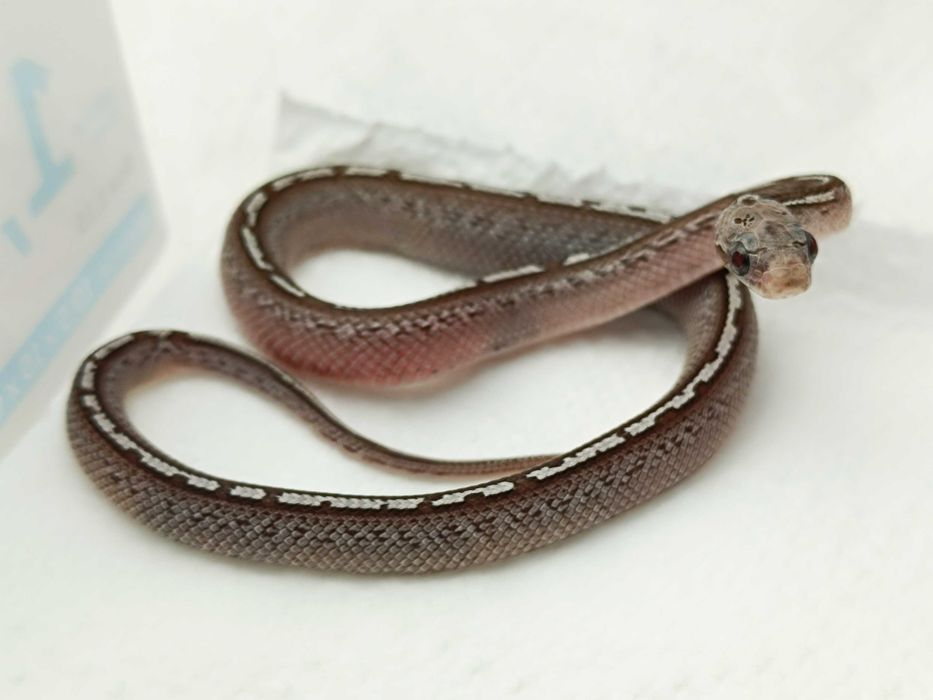 Wąż zbożowy, odmiany: Granit low white Pied Sided Tessera Motley?