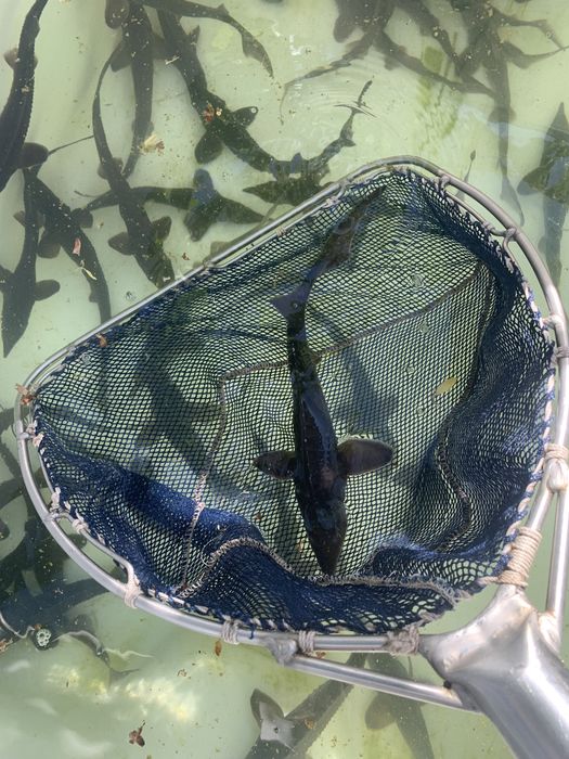 Jesiotr syberyjski sterlet albinos narybek jesiotra do stawu dowóz