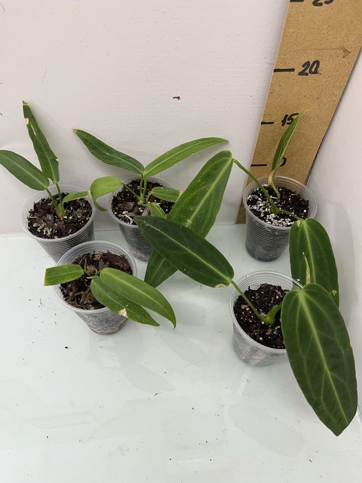 Антуріум Queen of heart  Luxurians Clarinervium Warocqueanum