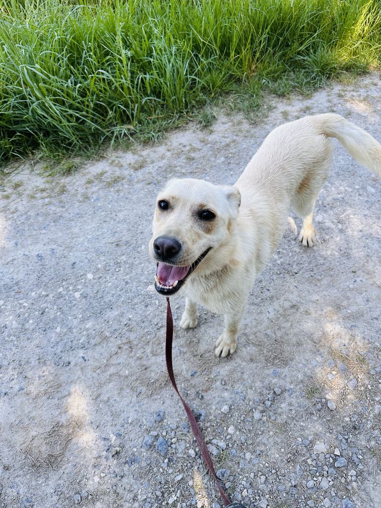 Piekna suczka Trusia do adopcji