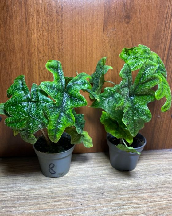 Алоказія Жаклін (Alocasia Jacklyn)