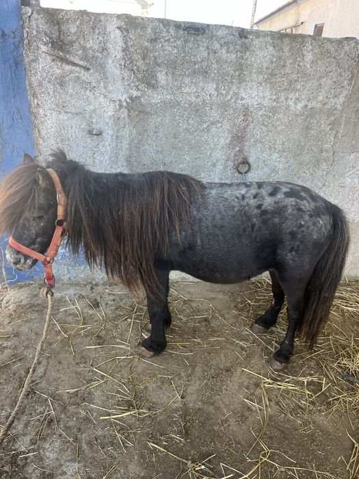 Ponei montado mansinho