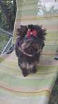 Yorkshire terrier Disney
