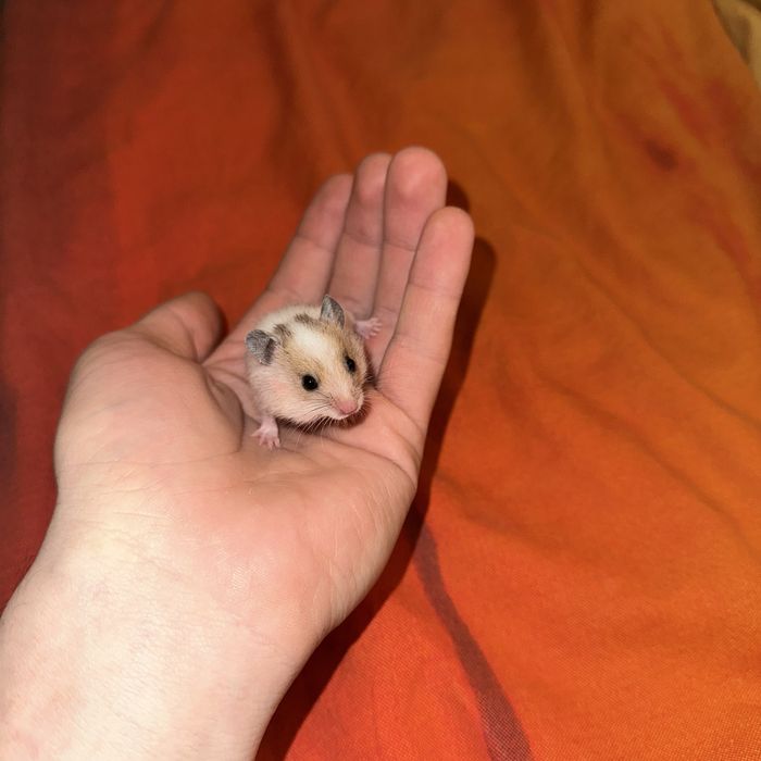 Отдам в хорошие руки хомяков