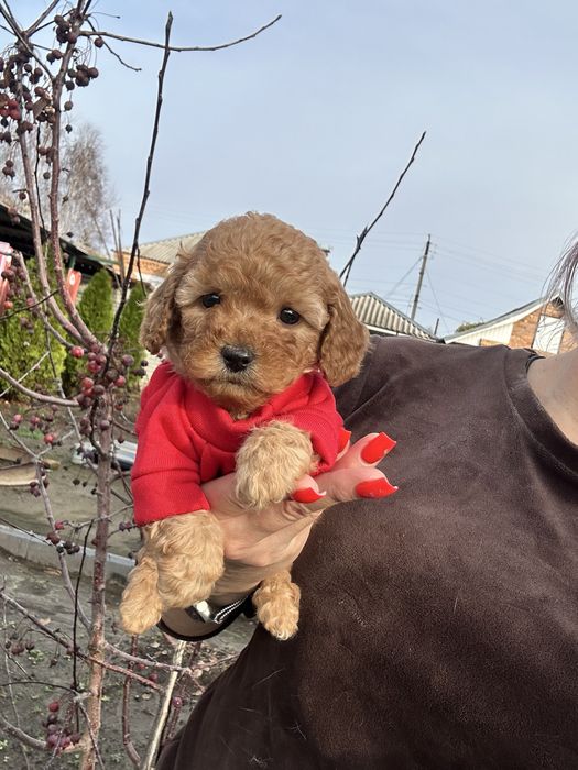 Милая кукла мальтипу