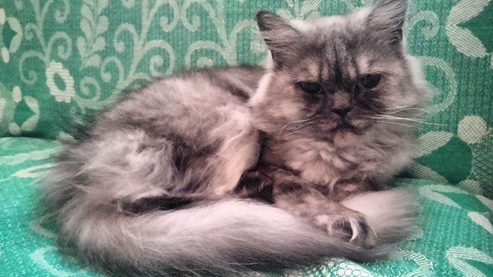 Кішка, персицька срібляста шиншила