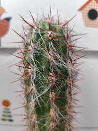 Kolekcjonerski kaktus Oreocereus maximus, starzec z gór