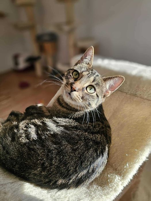 Daria z fundacji Miasto Kotów