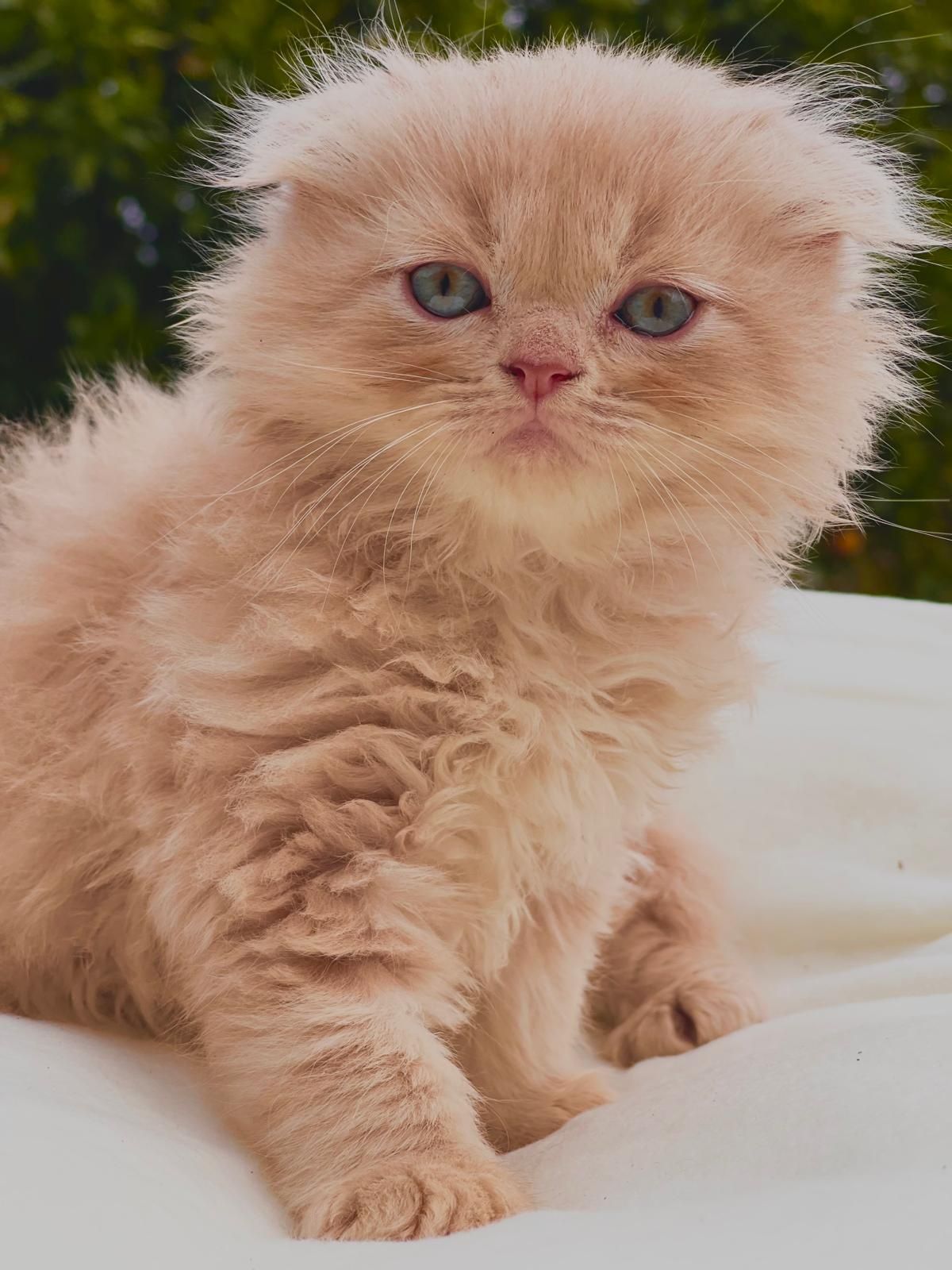 Gato Scottish Fold HighLand