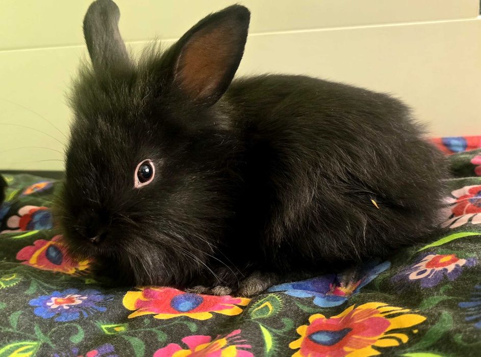 Oddam królika miniaturke